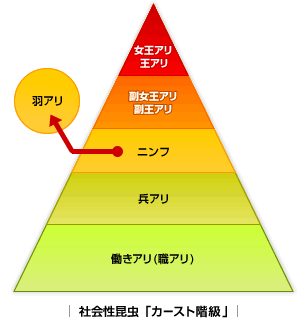 社会性昆虫「カースト階級」