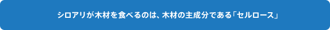 木材を食べるのは、木材の主成分である「セルロース」