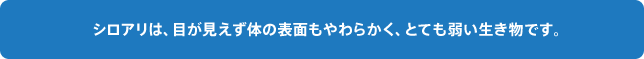 目は見えず体の表面もやわらかく、とても弱い生き物です。