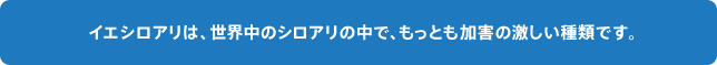 イエシロアリは、世界中のシロアリの中で、もっとも加害の激しい種類です。