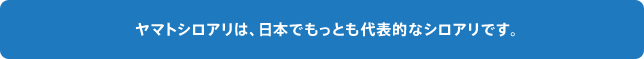 ヤマトシロアリは、日本でもっとも代表的なシロアリです。