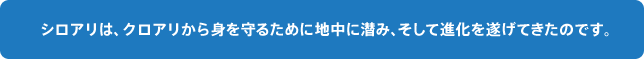 クロアリから身を守るために地中に潜み、そして進化を遂げてきたのです。